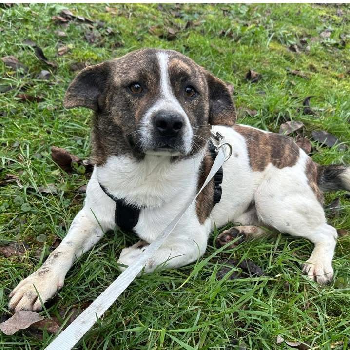 SCHNITZEL – Bild 2