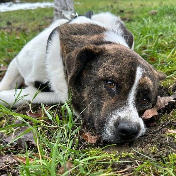 SCHNITZEL – Bild 3