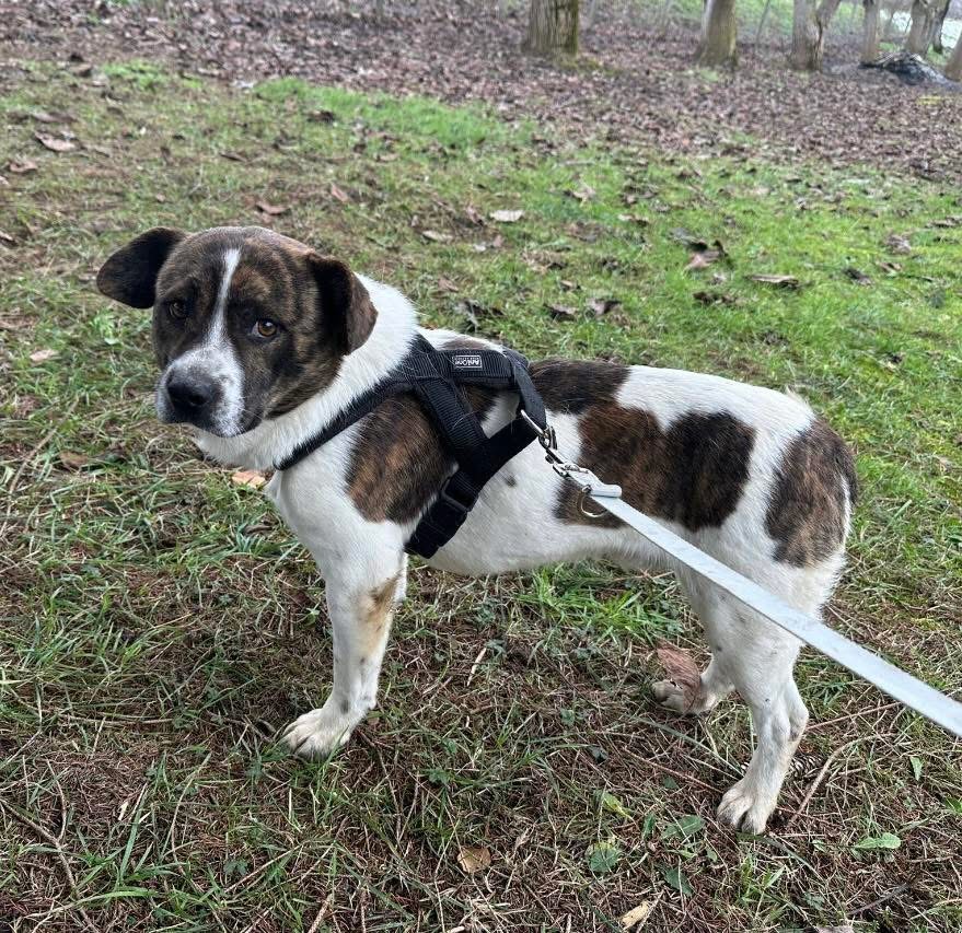 SCHNITZEL – Bild 4