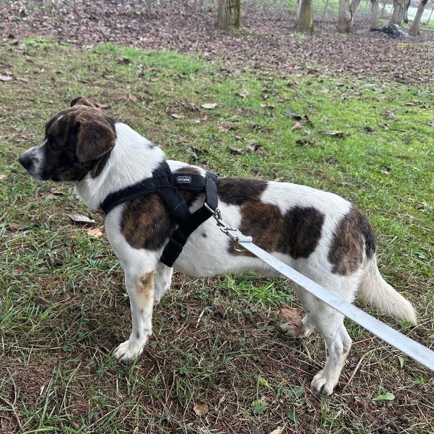 SCHNITZEL – Bild 5