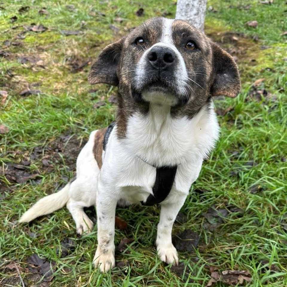 SCHNITZEL – Bild 6