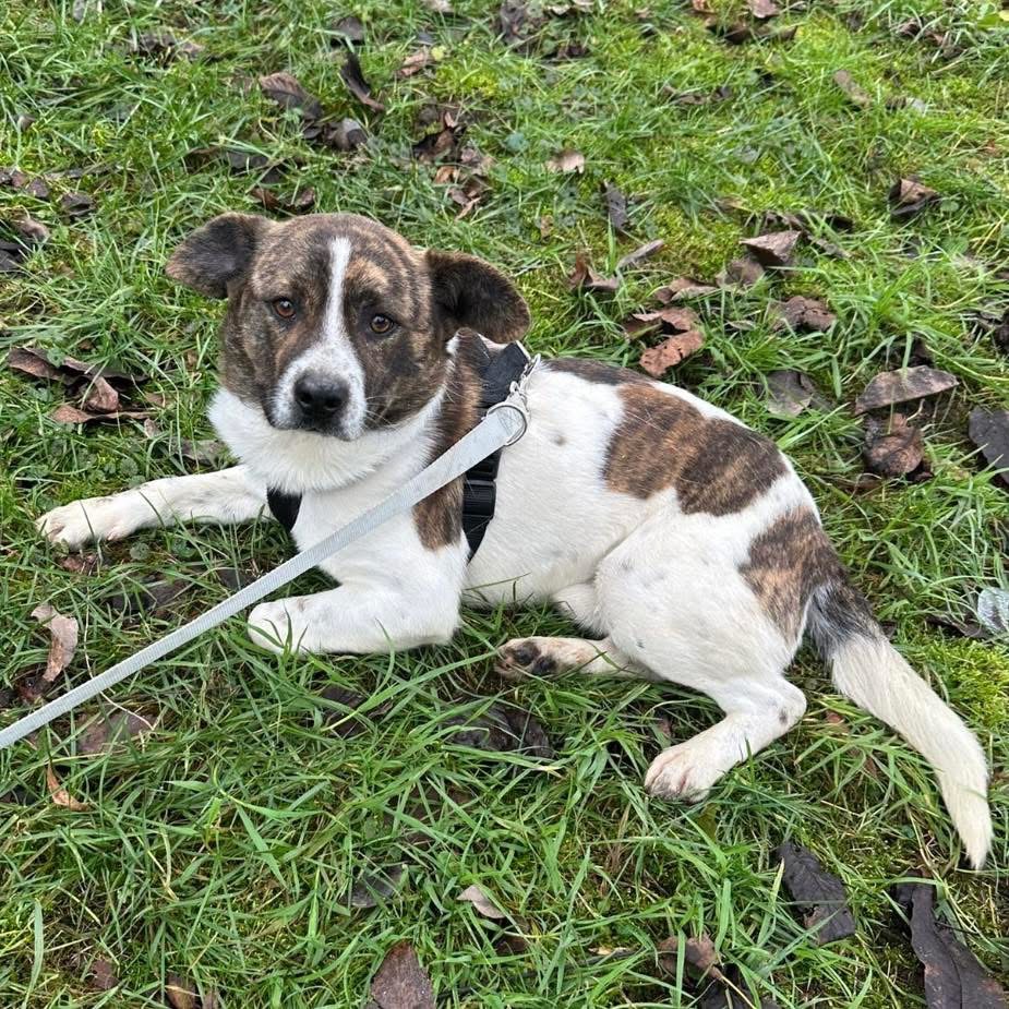 SCHNITZEL – Bild 7