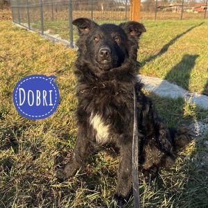 DOBRI