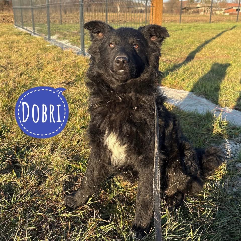 DOBRI