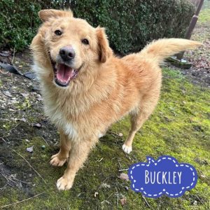 Buckley