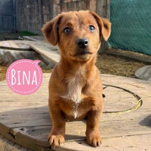 BINA