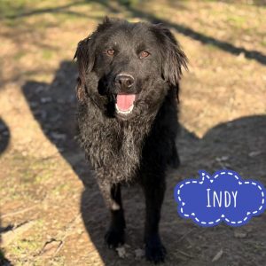 INDY