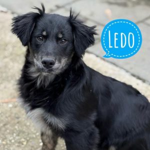 LEDO
