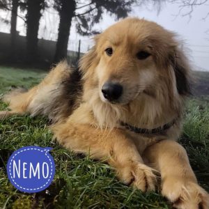 NEMO