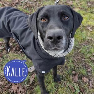 KALLE