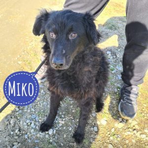 MIKO