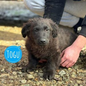TOGU