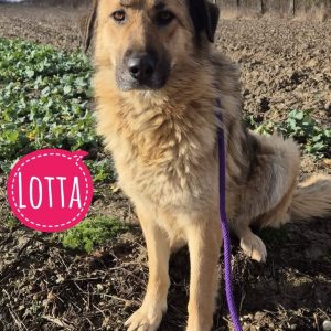 LOTTA