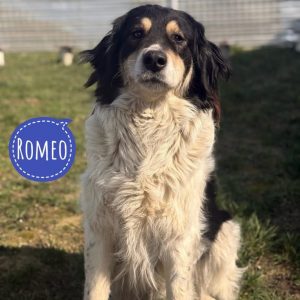 ROMEO