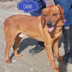 CHIKO
