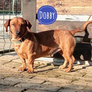 DOBY
