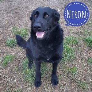 NERON
