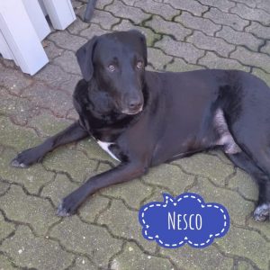 NESCO