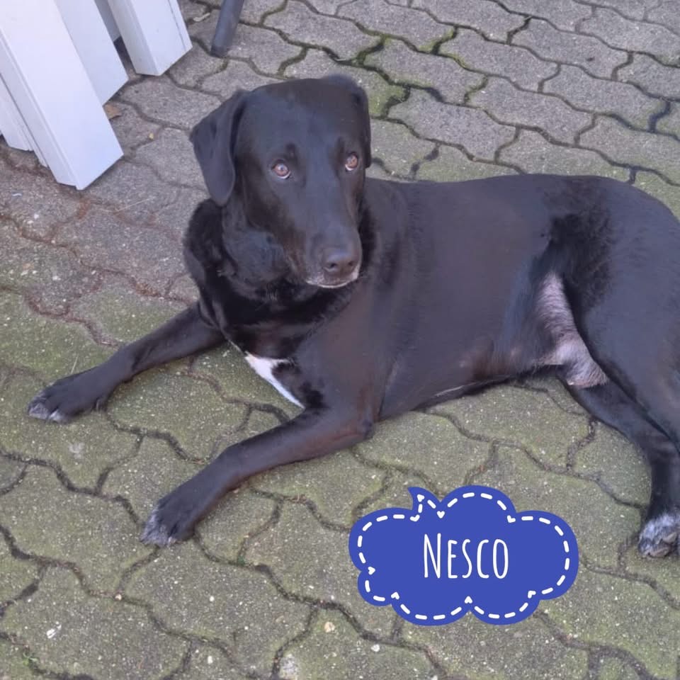 NESCO