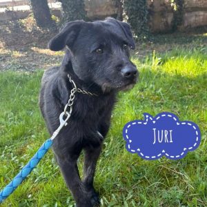 JURI