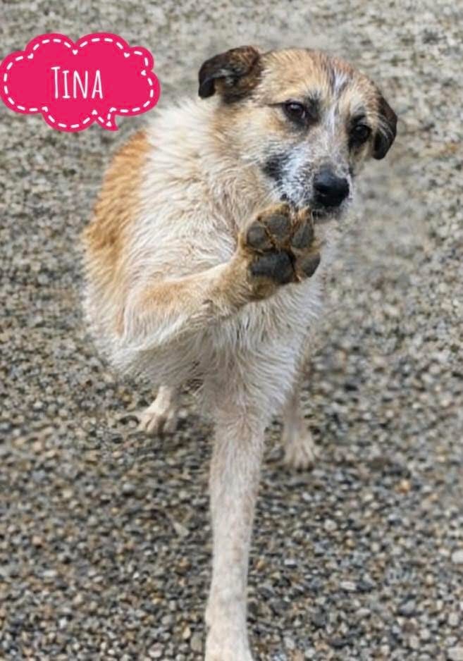TINA