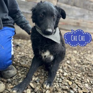 CHI CHI