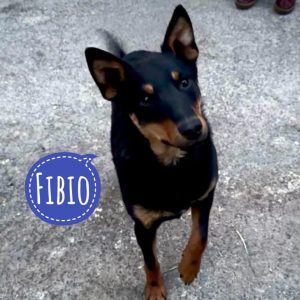 FIBIO