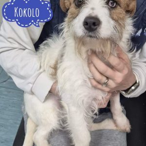 KOKOLO
