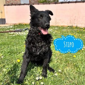 STIPO