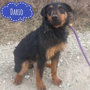 DARIO