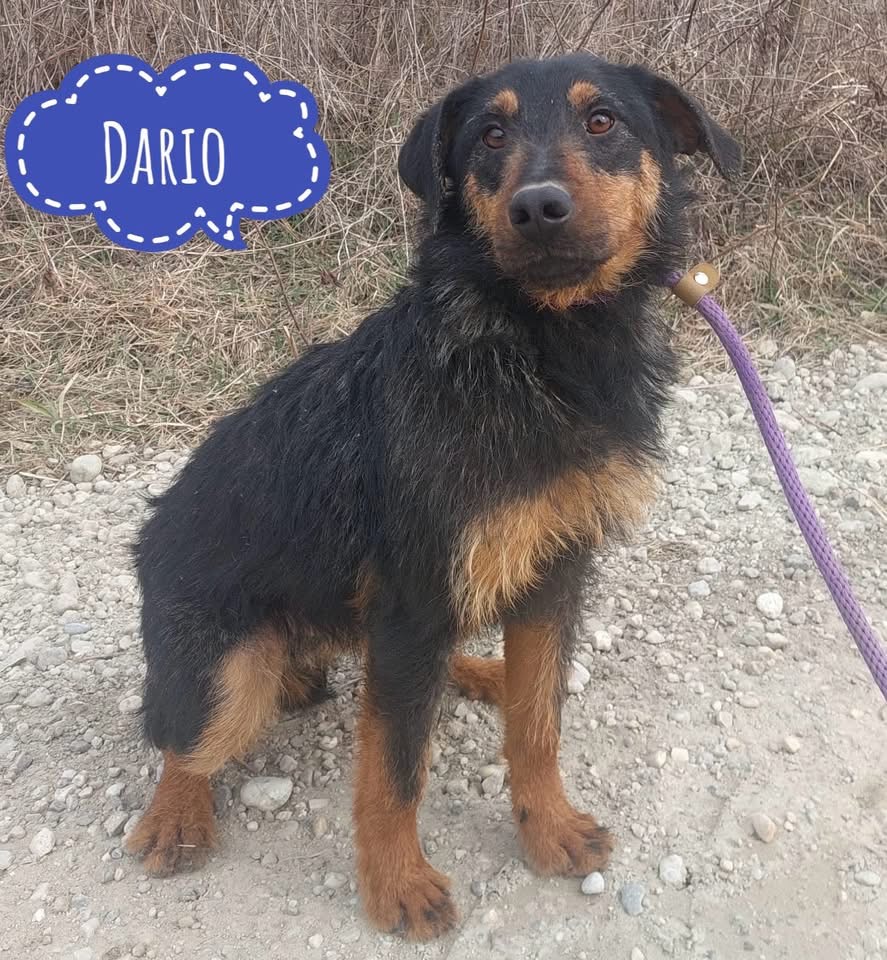 DARIO