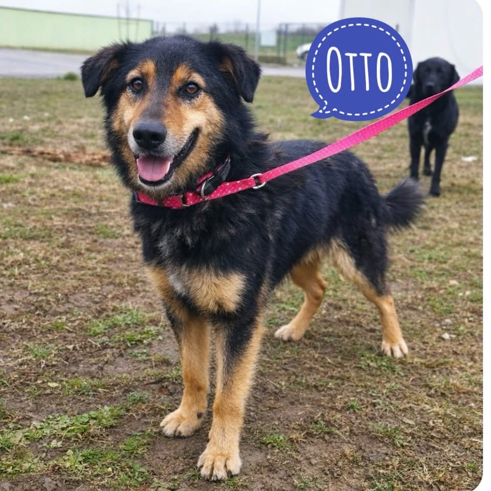 OTTO