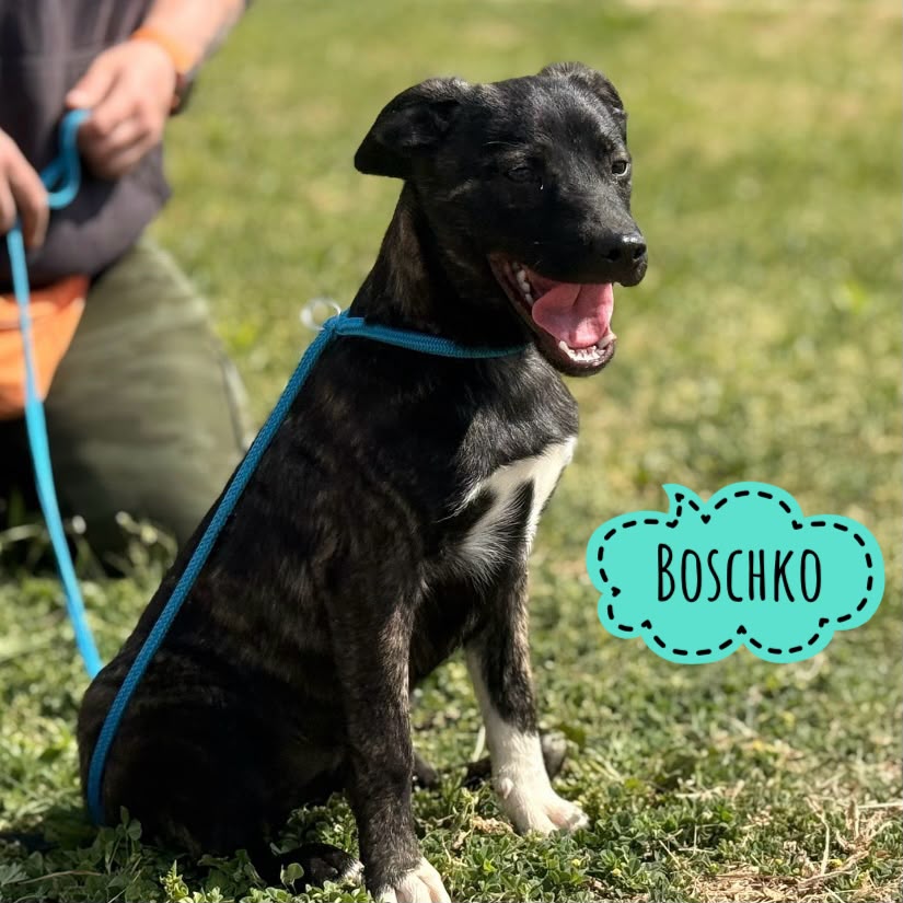 BOSCHKO