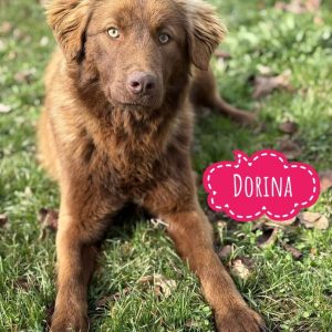 DORINA
