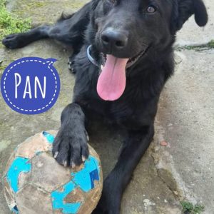PAN