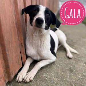GALA