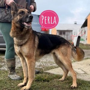 PERLA
