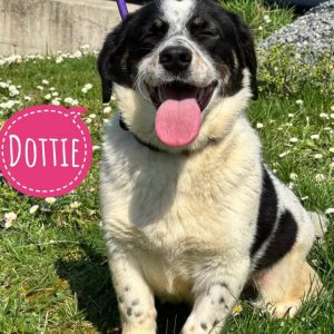 DOTTIE