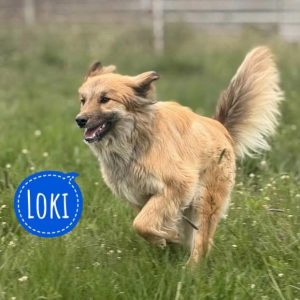 LOKI