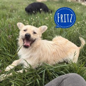 FRITZ