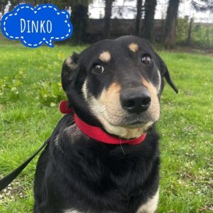 DINKO