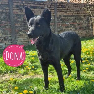 DONA