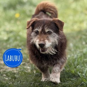 LABUBU