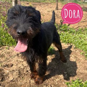 DORA