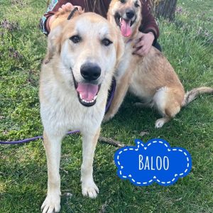 BALOO