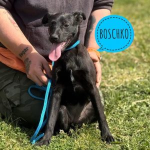 BOSCHKO