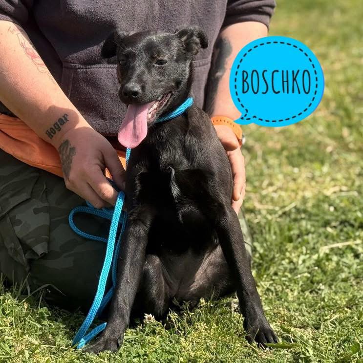 BOSCHKO