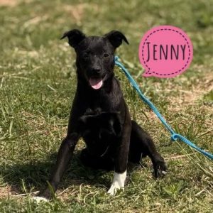 JENNY