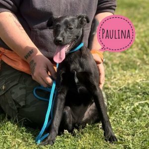 PAULINA