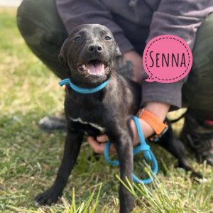 SENNA